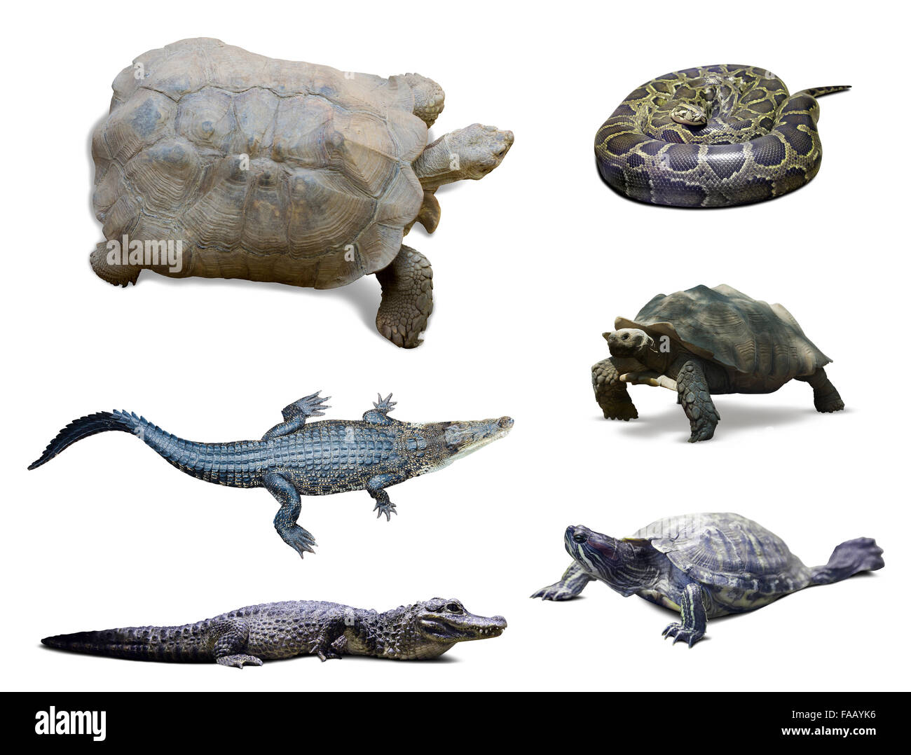 Satz von Reptilien. Isoliert auf weißem Hintergrund Stockfoto