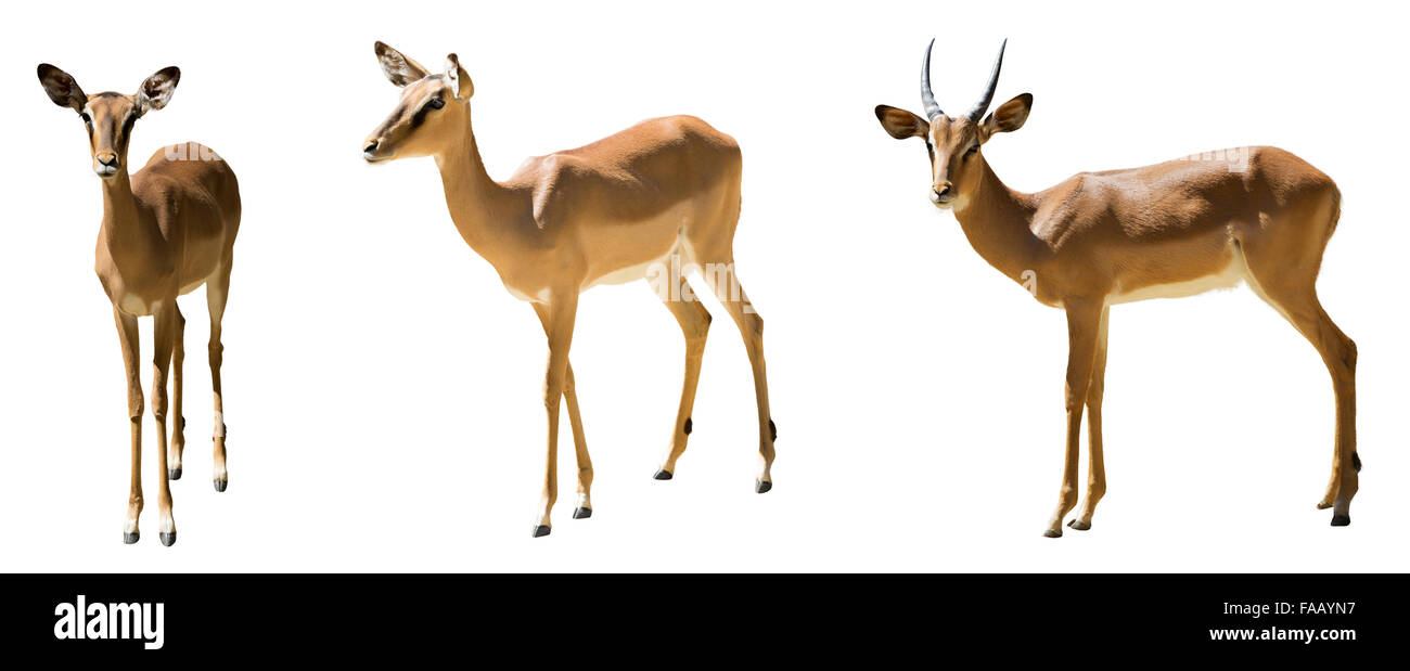 Satz von Impalas (Aepyceros Melampus).  Isoliert auf weißem Hintergrund Stockfoto