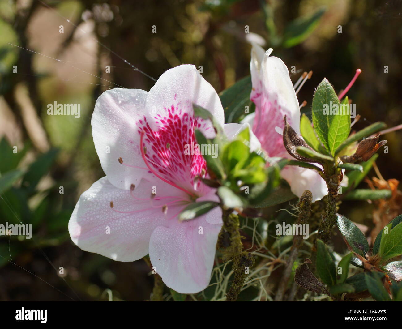 Rosa Rhododendron blüht im Nebelwald. Costa Rica Alajuela Provinz Cordillera Central, Poas Volcano National Park Stockfoto