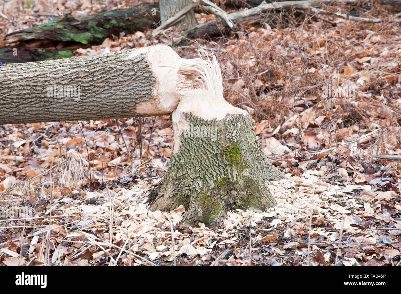 Die Ergebnisse der was beschäftigt Biber Bäume verursachen kann. Stockfoto
