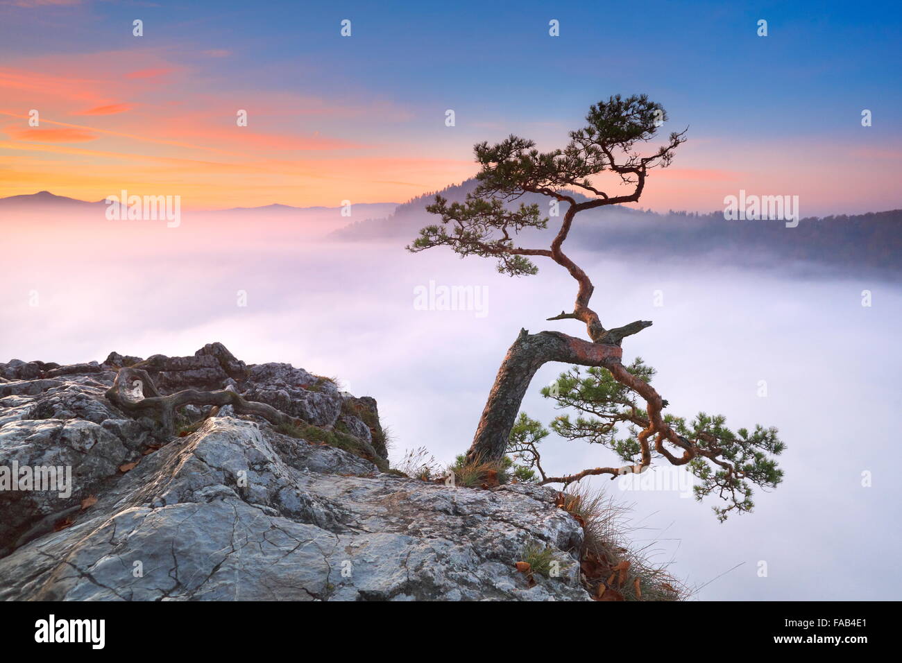 Allein Baum an Pieniny-Gebirge, Polen Stockfoto