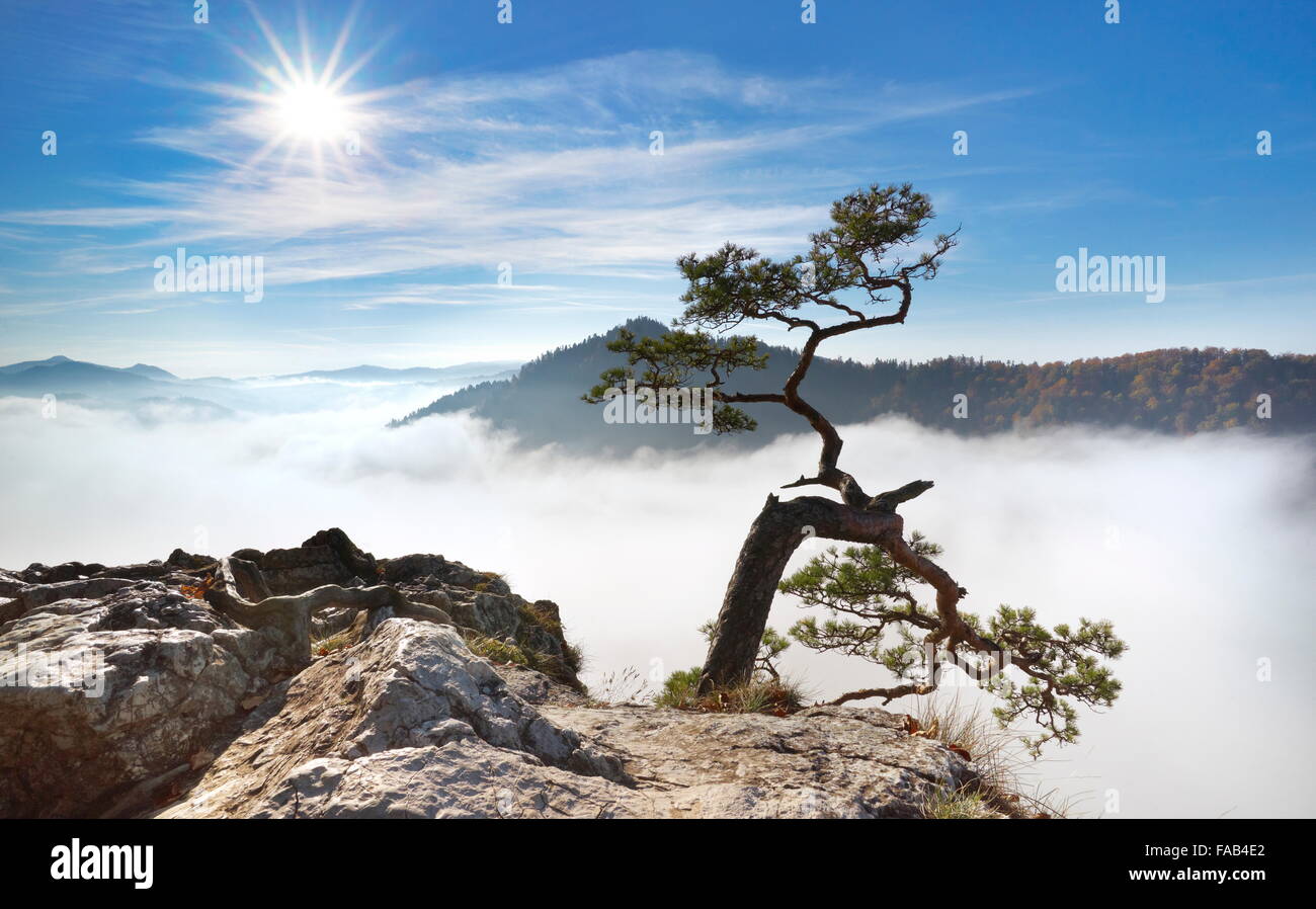 Allein Baum an Pieniny-Gebirge, Polen Stockfoto