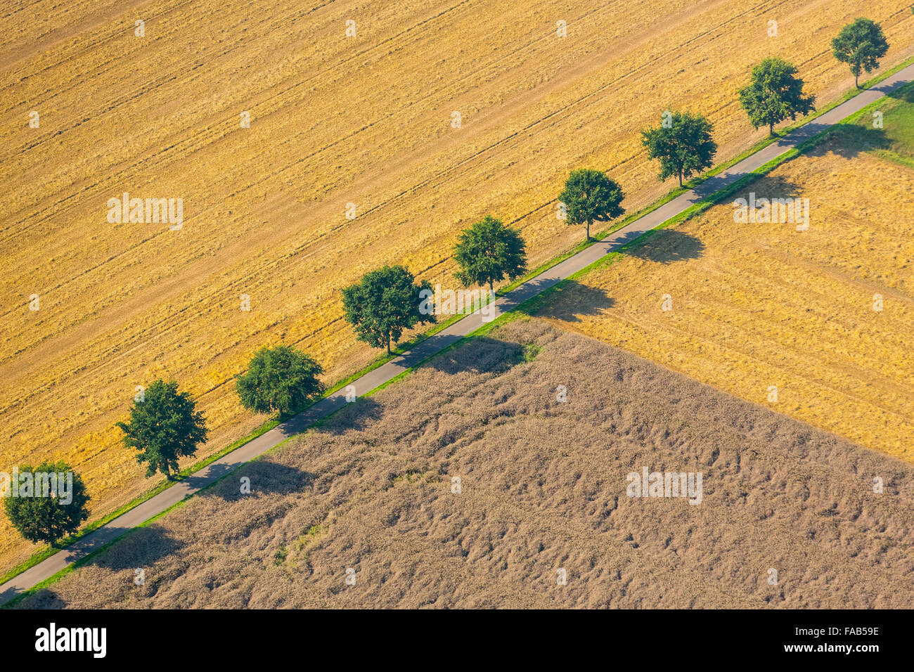 Luftbild, Laubbäume und auf eine Gasse in Kirchlengern, Allee mit Baum Schatten zwischen Feldern, Kirchlengern, Stockfoto