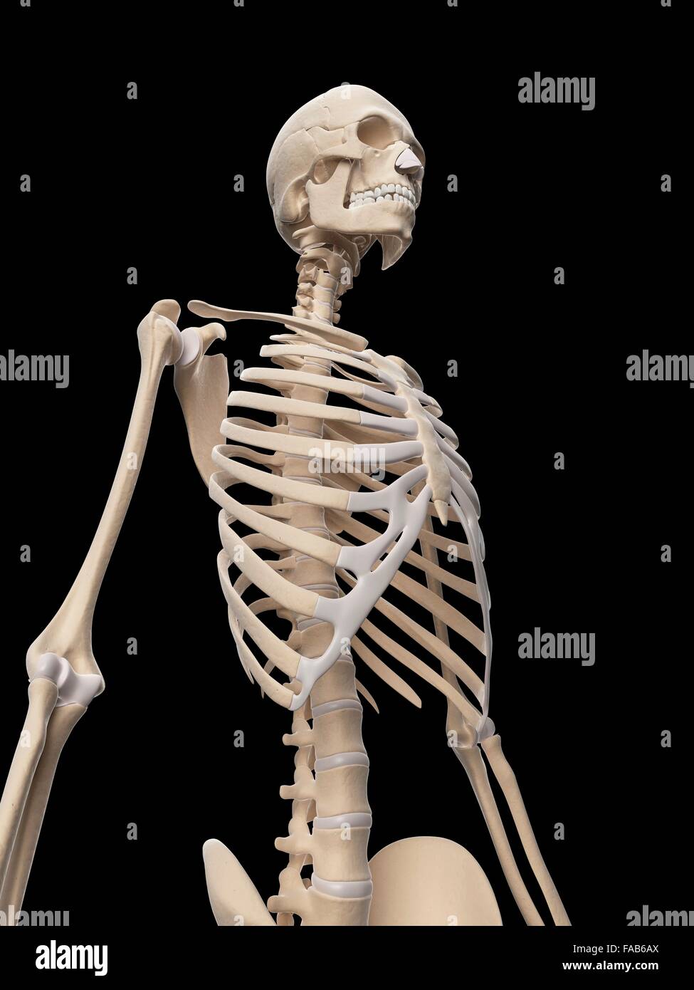 Menschliches Skelett-System, Computer-Abbildung. Stockfoto