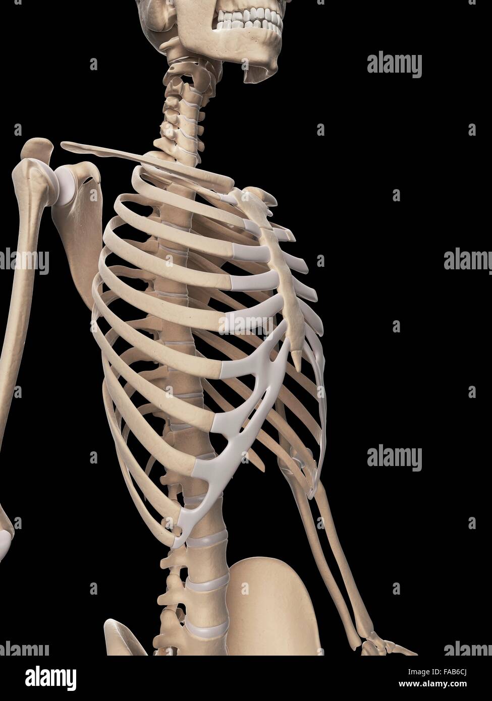 Menschliches Skelett-System, Computer-Abbildung. Stockfoto