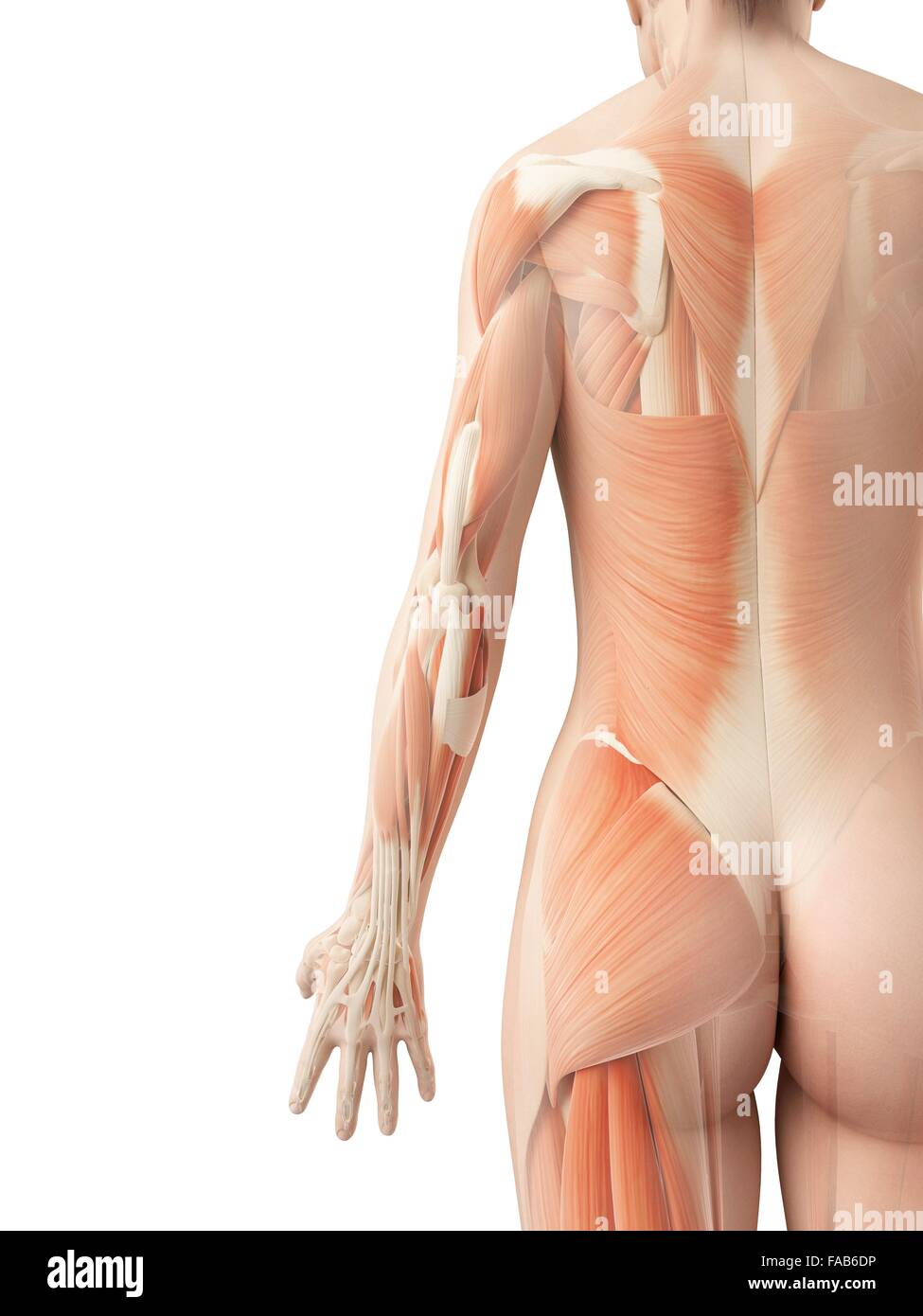 Weibliche Muskulatur, Computer Bild. Stockfoto