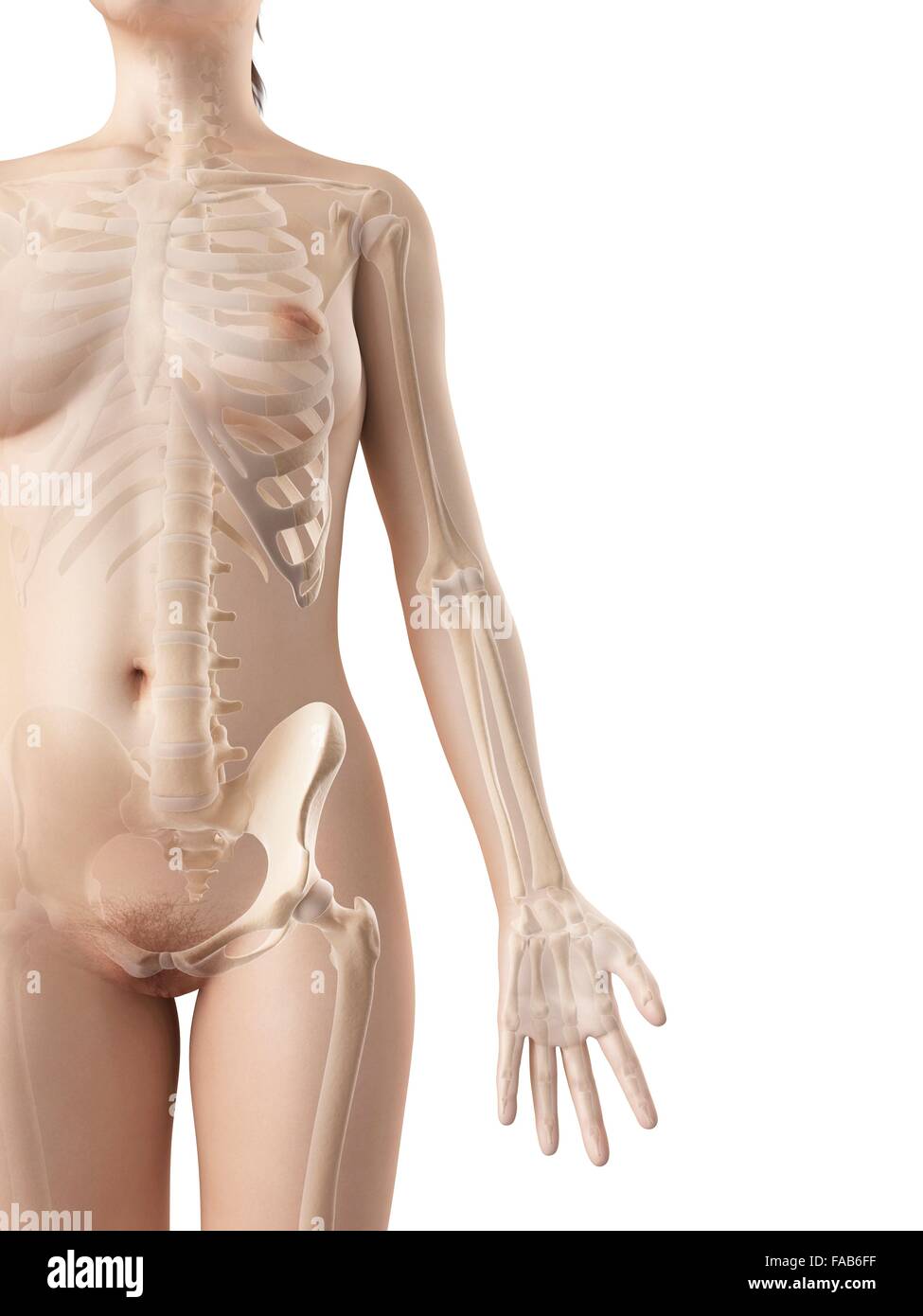 Weiblichen Skelett-System, Computer-Abbildung. Stockfoto