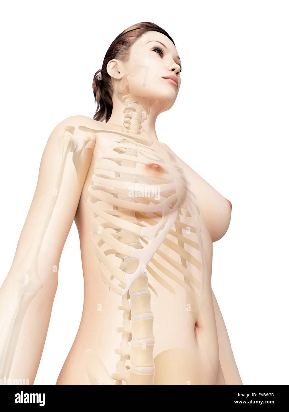 Weiblichen Skelett-System, Computer-Abbildung. Stockfoto