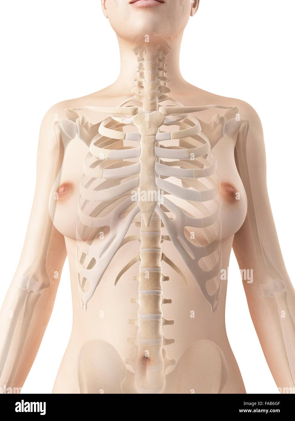 Weiblichen Skelett-System, Computer-Abbildung. Stockfoto