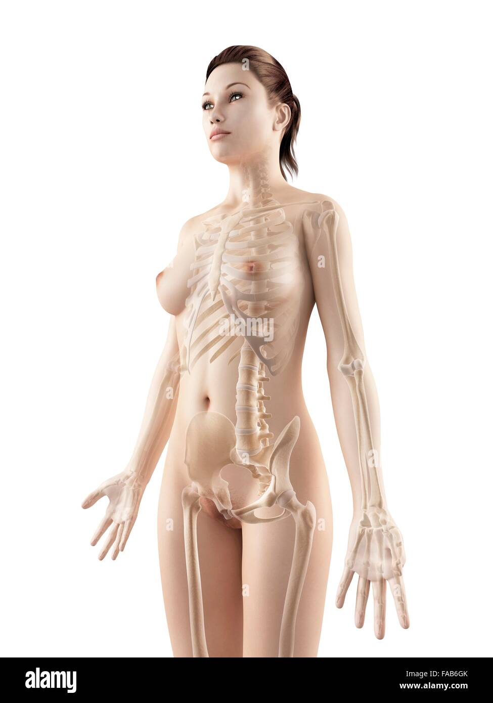 Weiblichen Skelett-System, Computer-Abbildung. Stockfoto