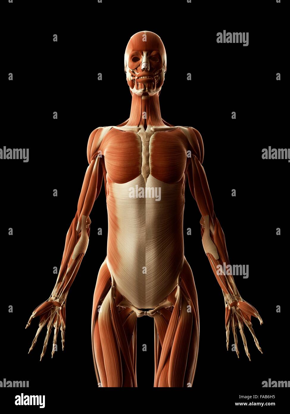 Menschliche Muskulatur, Computer Bild. Stockfoto