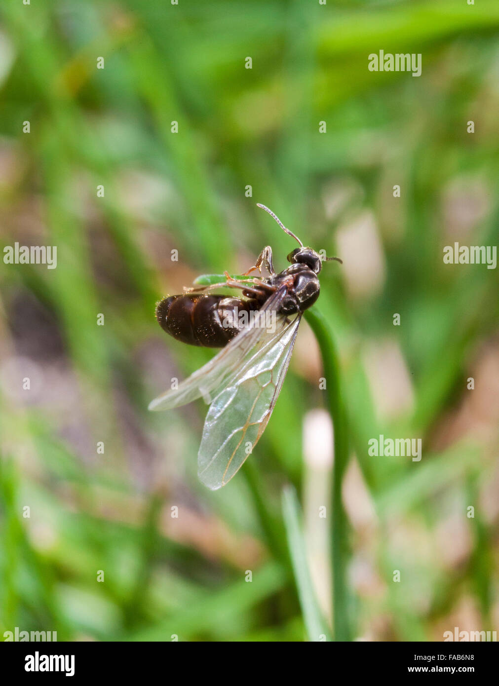 Ameisenkönigin mit Flügeln Stockfoto