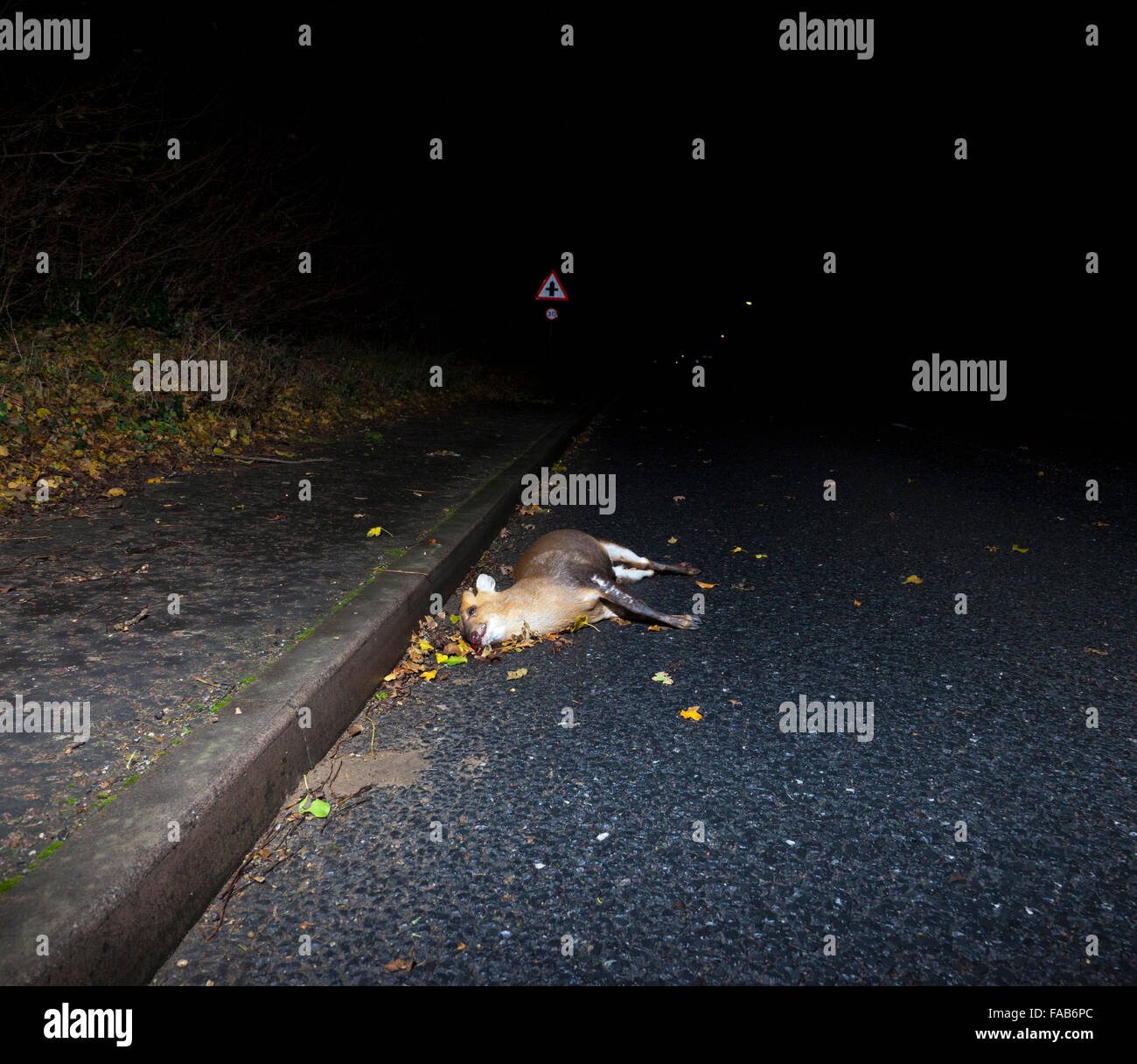 Toten Muntjac Rotwild am Straßenrand im Vereinigten Königreich Stockfoto