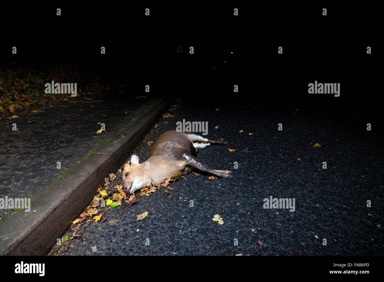 Toten Muntjac Rotwild am Straßenrand im Vereinigten Königreich Stockfoto