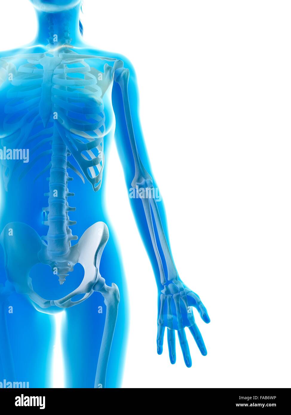 Weiblichen Skelett-System, Computer-Abbildung. Stockfoto