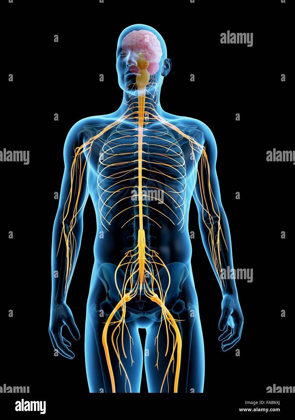 Menschlichen Nervensystem, Computer Bild. Stockfoto