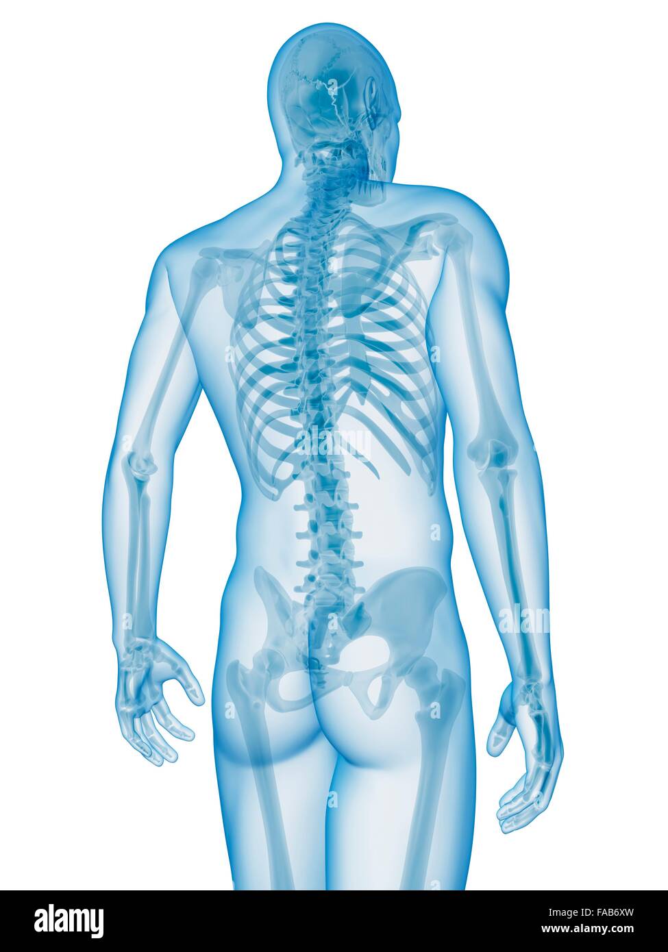 Menschliches Skelett-System, Computer-Abbildung. Stockfoto