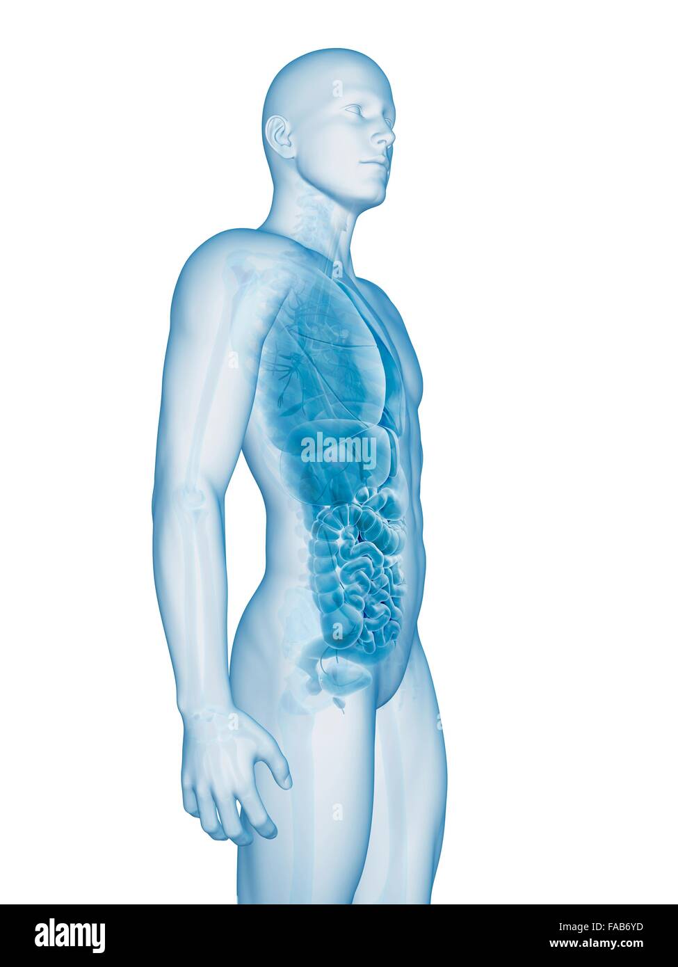 Menschliche Organe, Computer Bild. Stockfoto