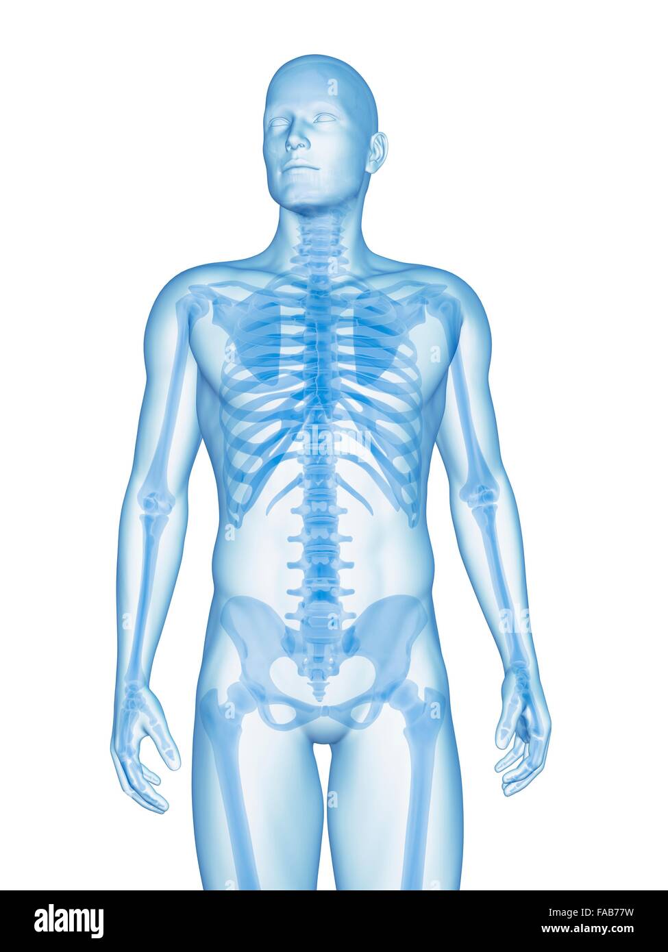 Menschliches Skelett-System, Computer-Abbildung. Stockfoto