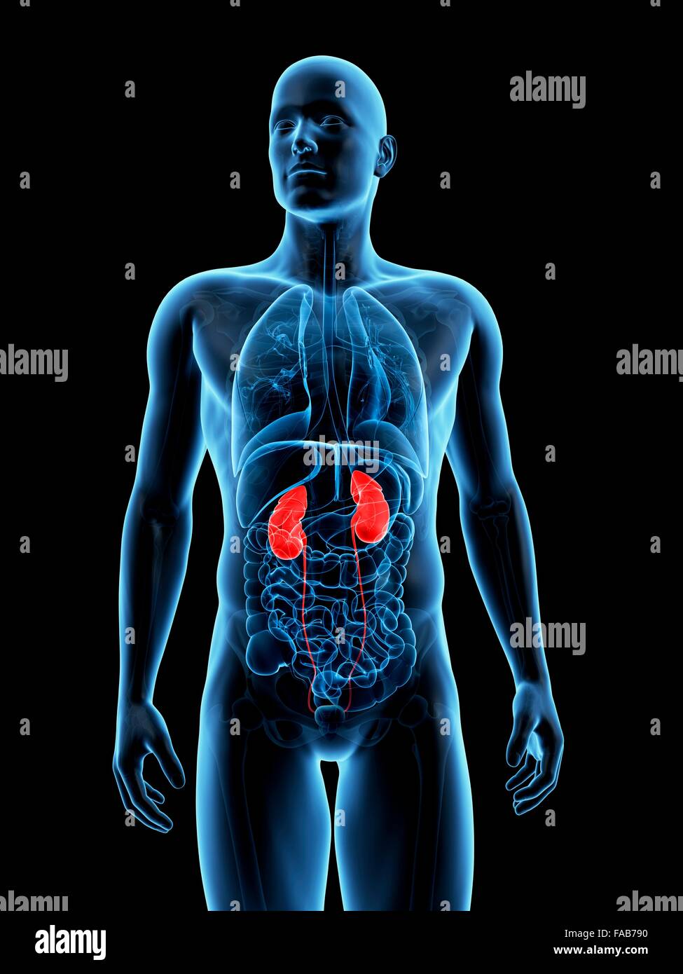 Menschlichen Nieren, Computer Bild. Stockfoto