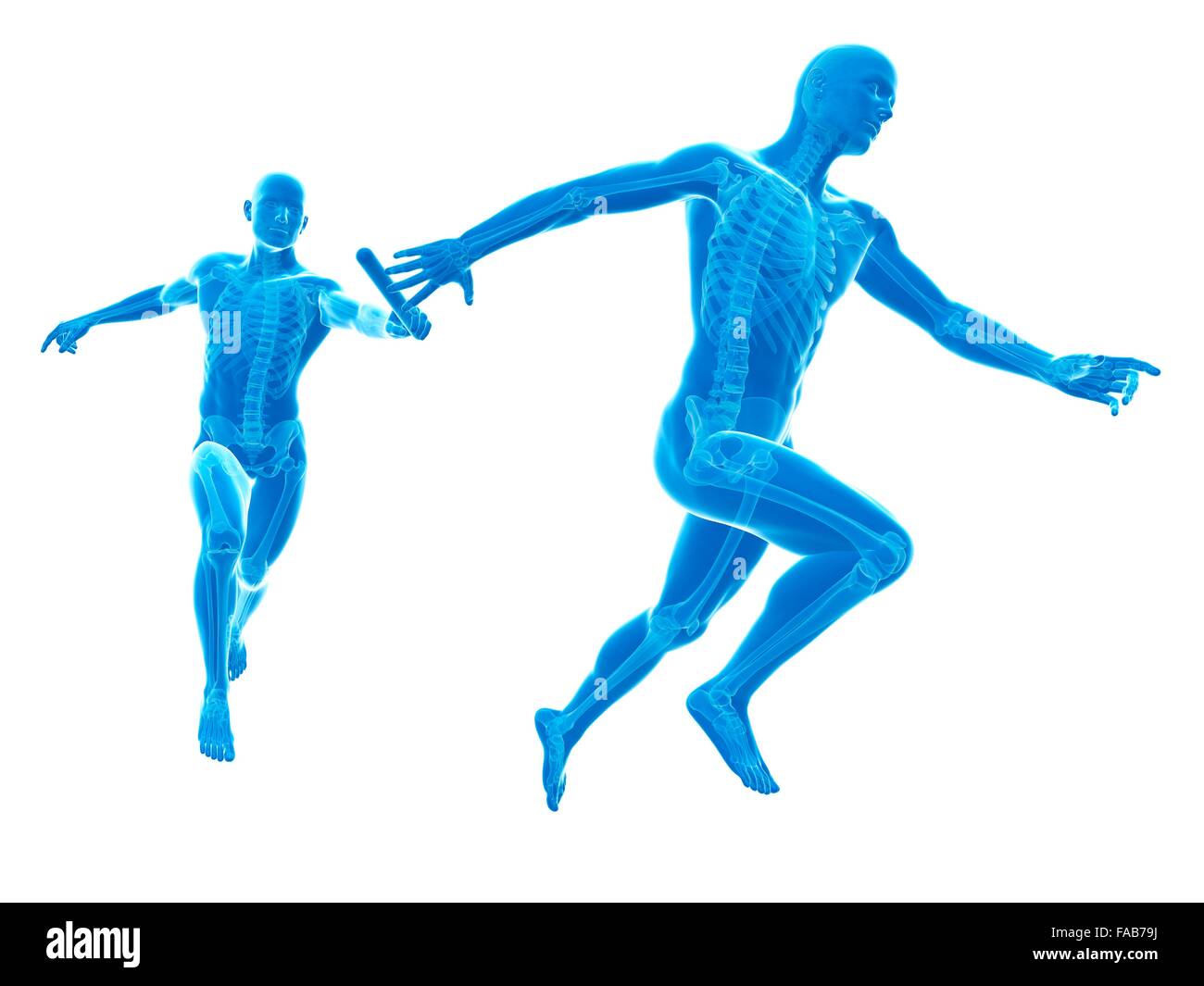 Skelett-Systems der Staffellauf Läufer, Computer Bild. Stockfoto