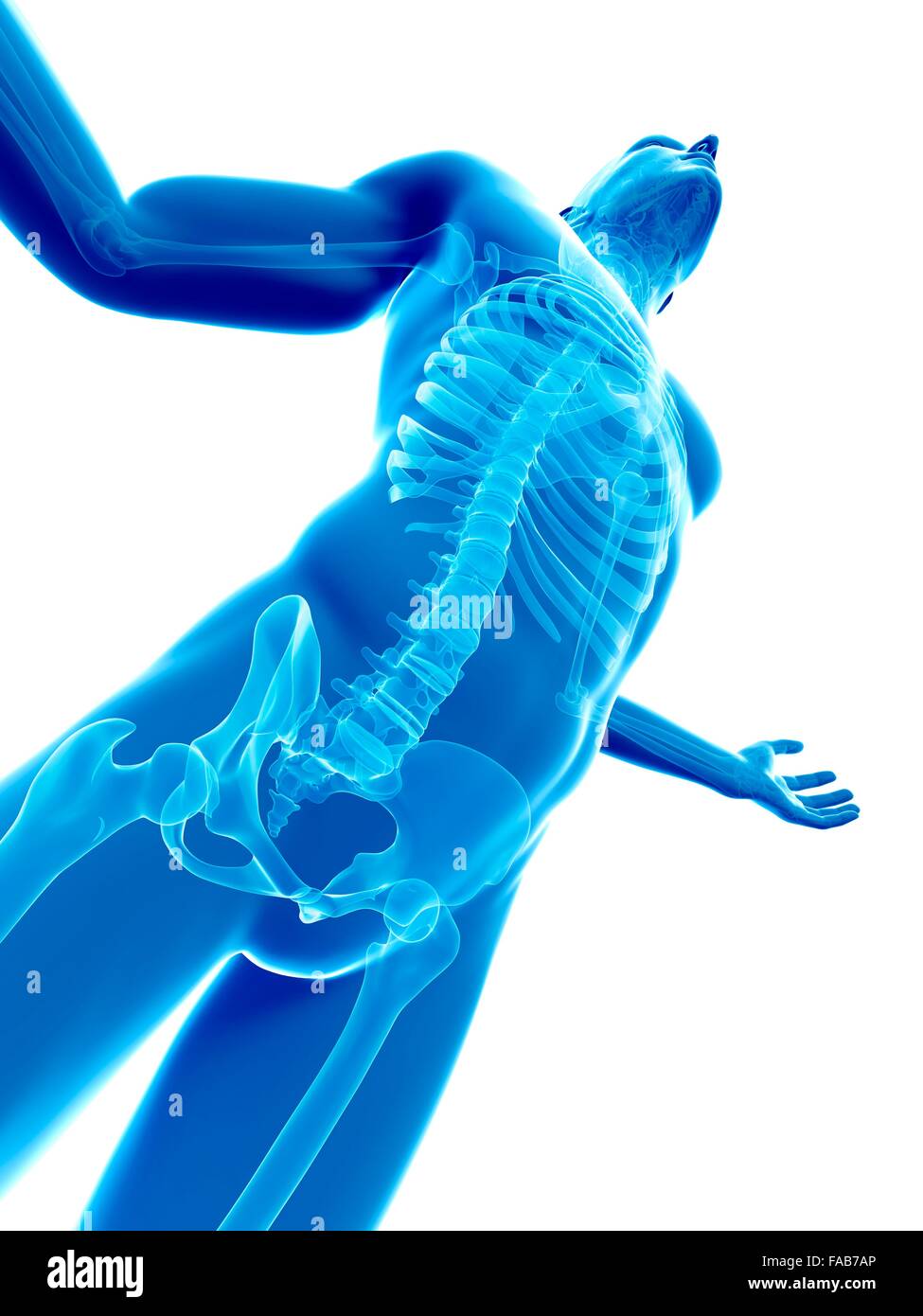 Menschliches Skelett-System, Computer-Abbildung. Stockfoto