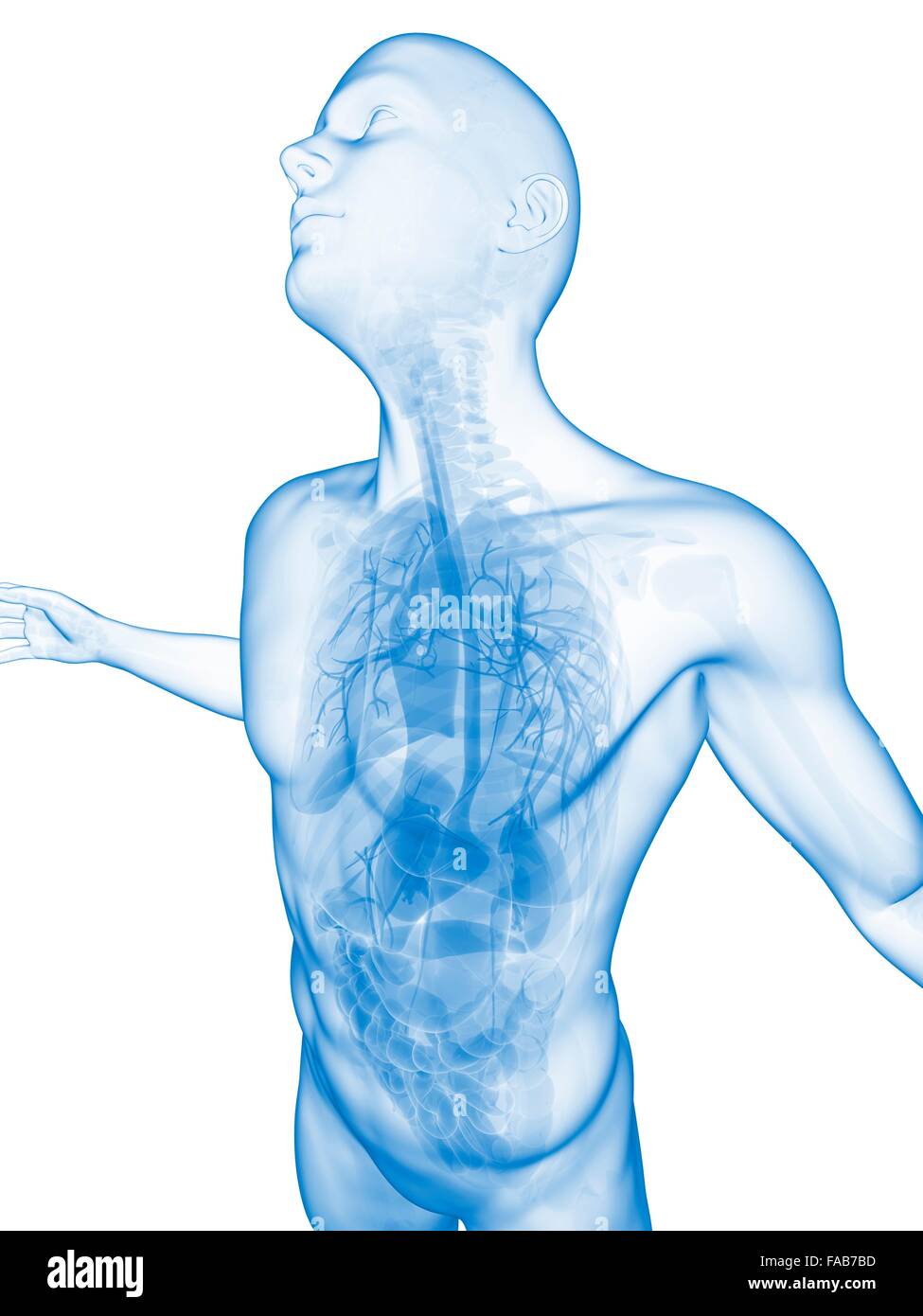 Menschliche Anatomie, Computer Bild. Stockfoto