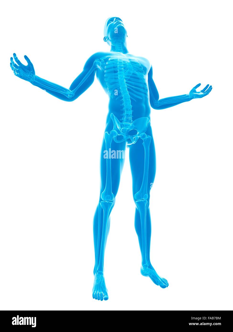 Menschliches Skelett-System, Computer-Abbildung. Stockfoto