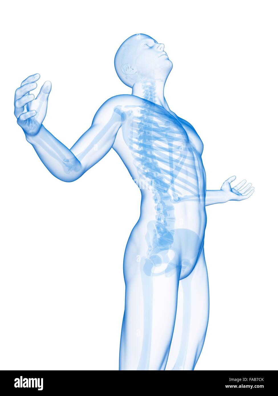 Menschliches Skelett-System, Computer-Abbildung. Stockfoto