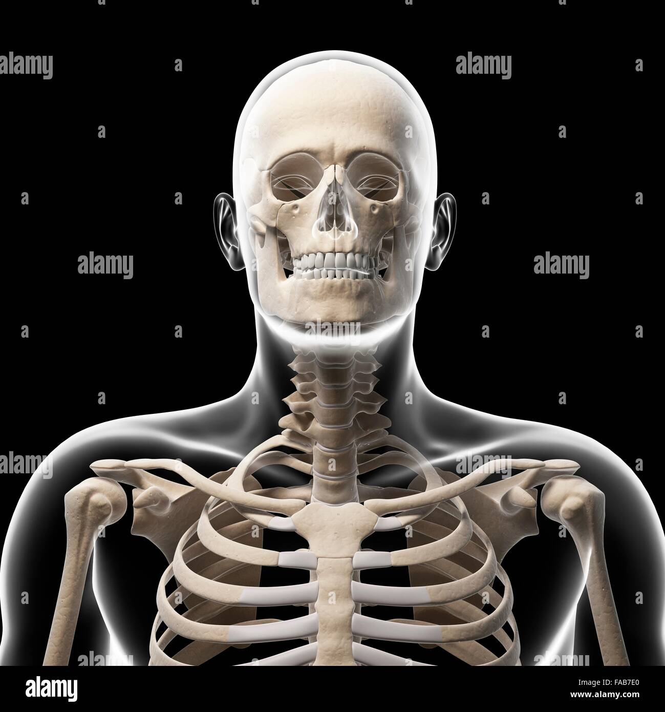 Menschliches Skelett-System, Computer-Abbildung. Stockfoto