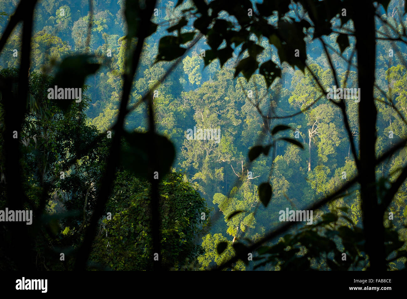 Tropischer Regenwald durch Baum sehen lässt. Stockfoto