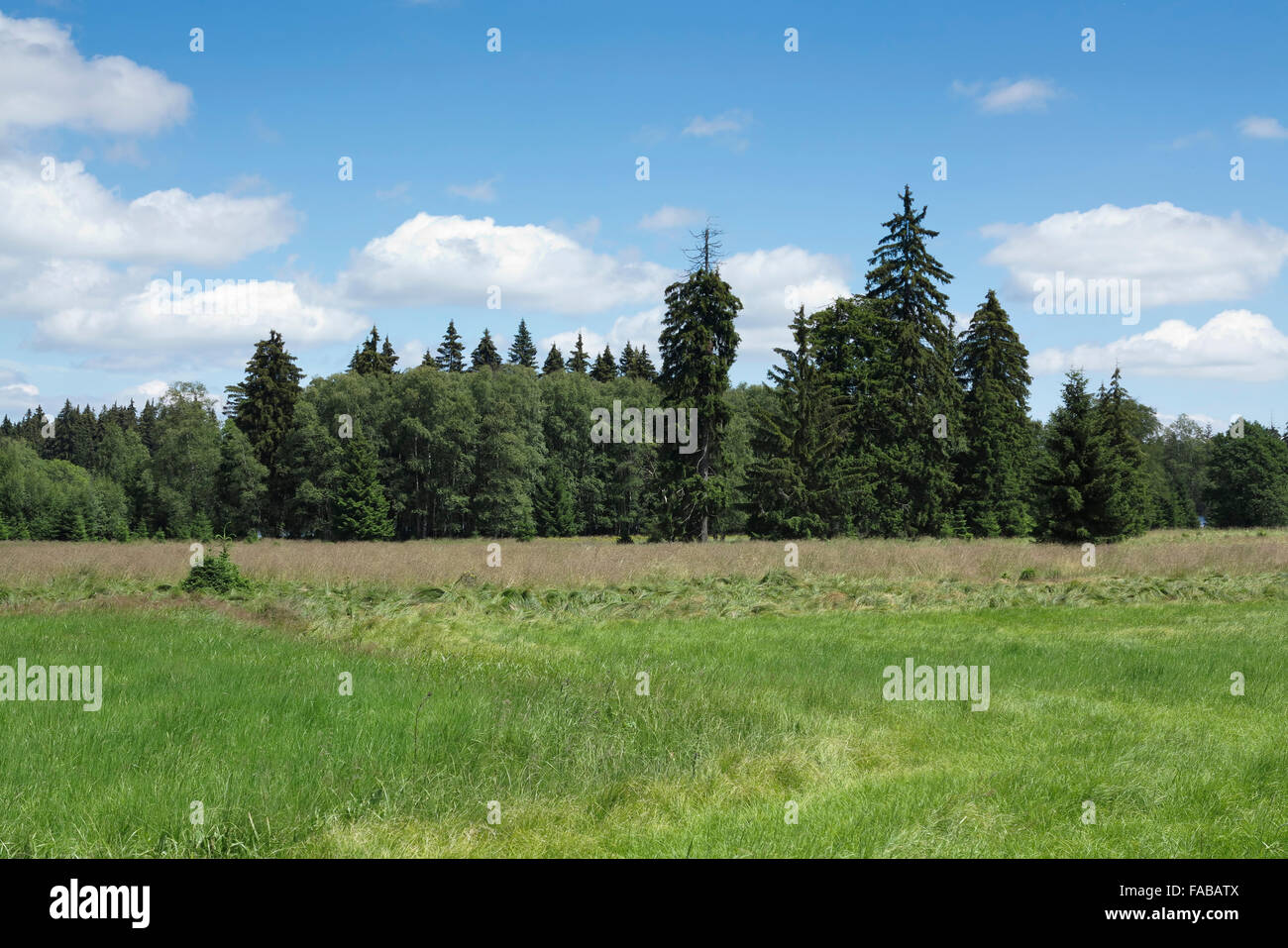 Kladska Torf - Glatzener Moor - ist ein nationales Naturreservat in Slavkov Woods Stockfoto