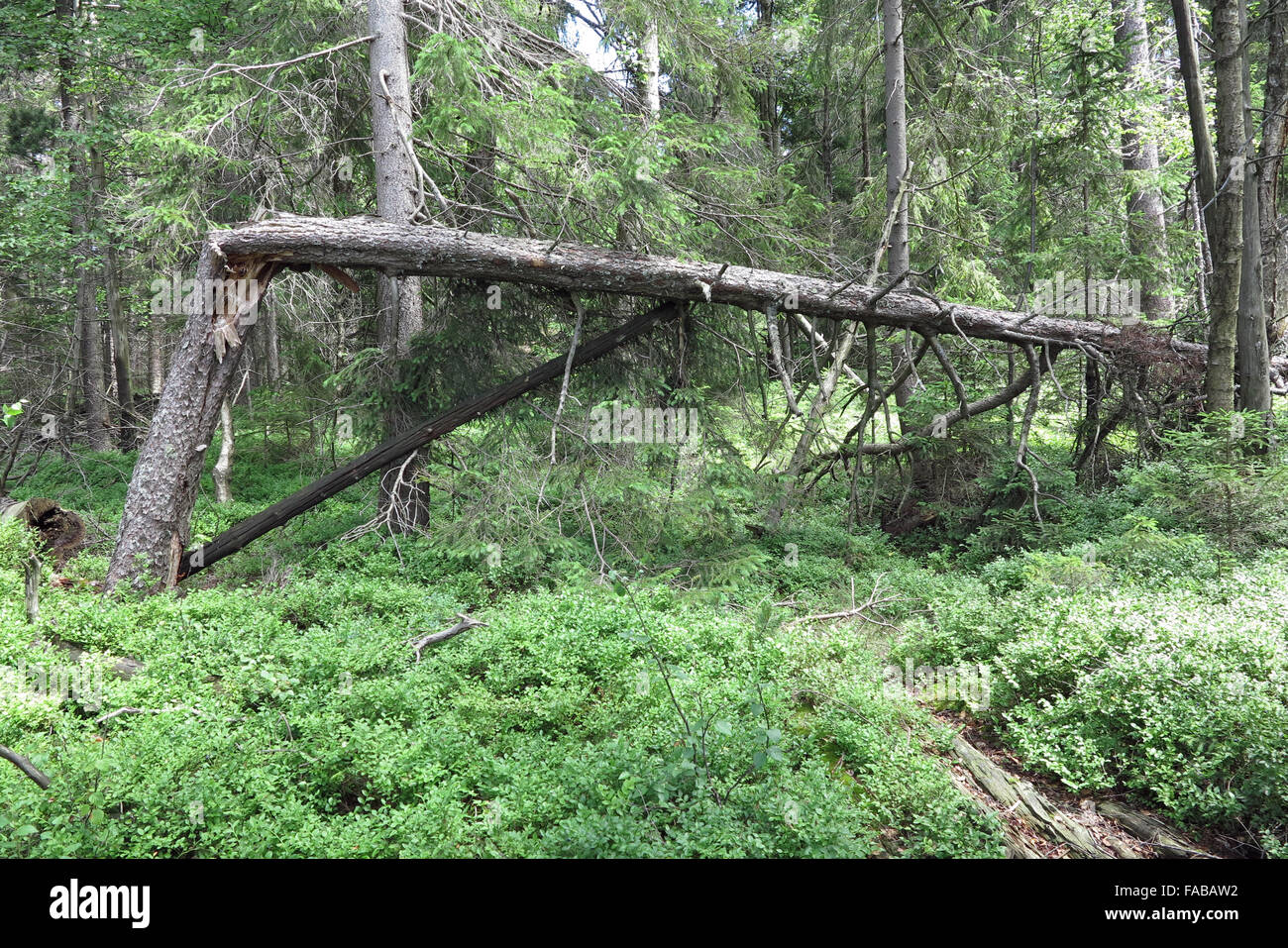 Woodland in Kladska Torf - nationale Naturreservat in Slavkov Woods Stockfoto