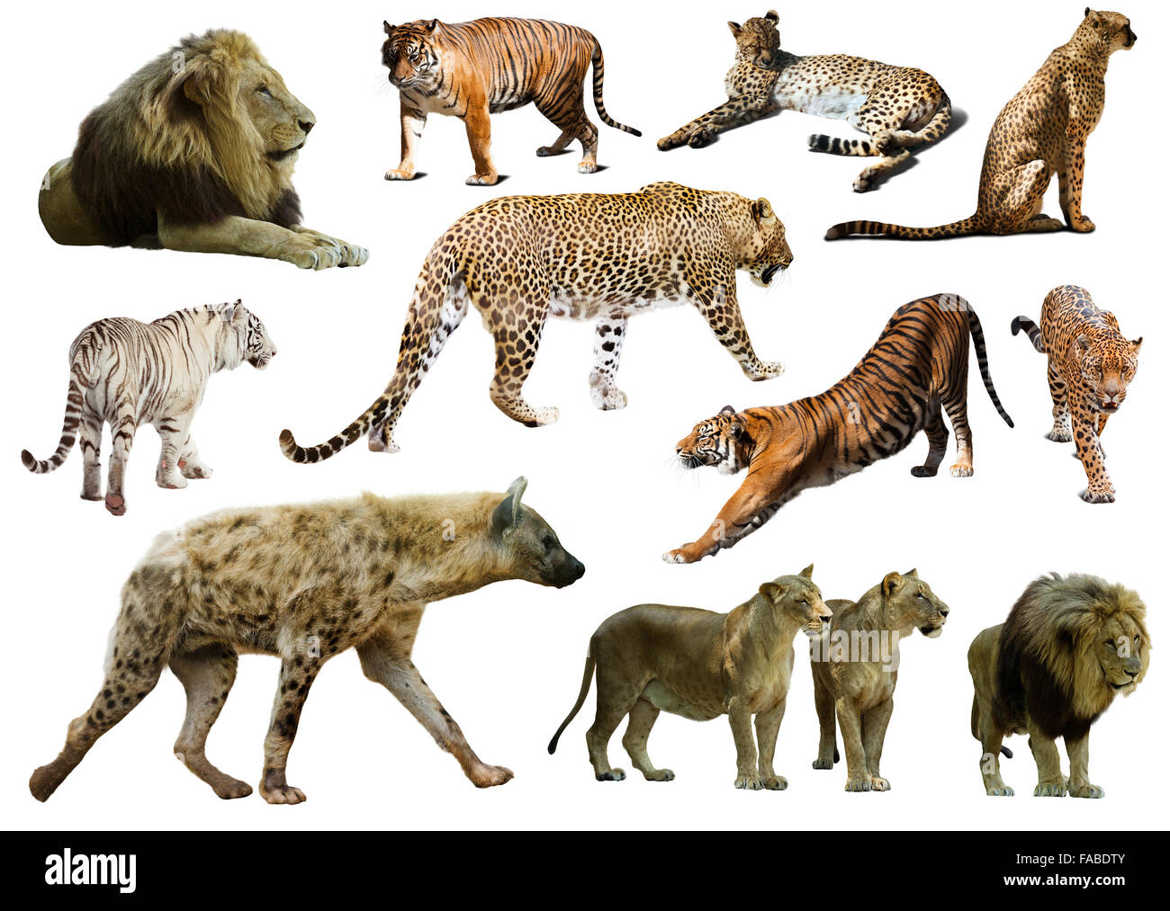 Satz von Hyänen, Leoparden und andere Feliformia. Isoliert auf weiss Stockfoto