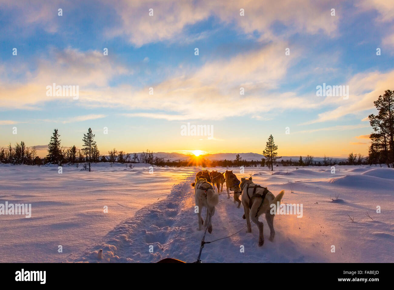 Hundeschlitten mit Huskys im Sonnenuntergang Stockfoto