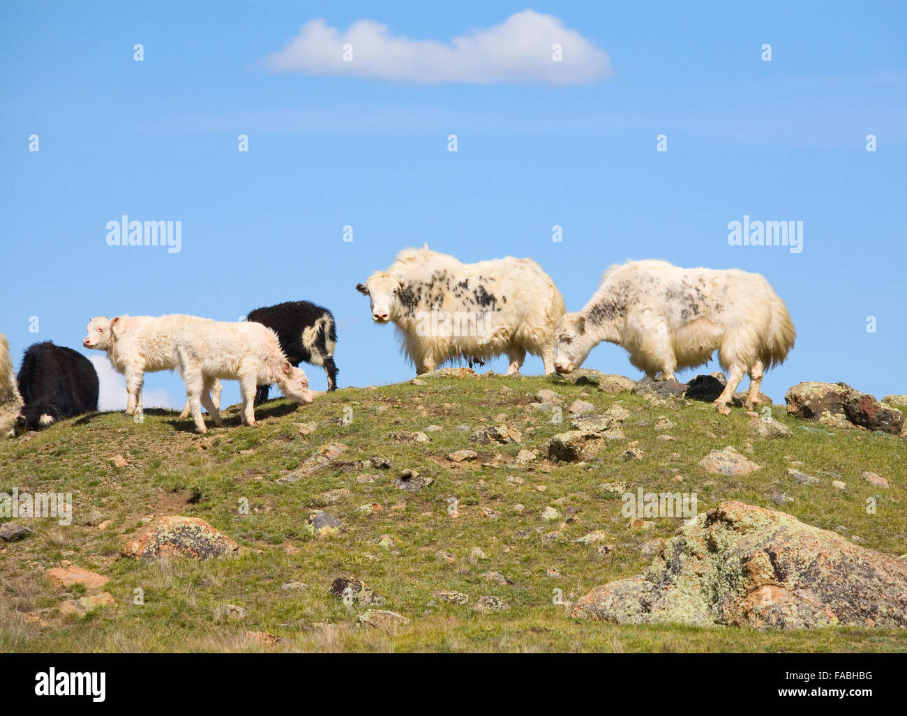 Alpine Yak oder wie sie genannt werden - Grunzen Ochse Stockfoto