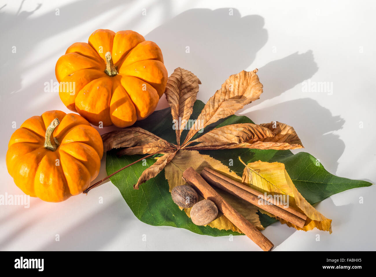 Herbst-Studio-Szene mit Blättern und Kürbisse Stockfoto