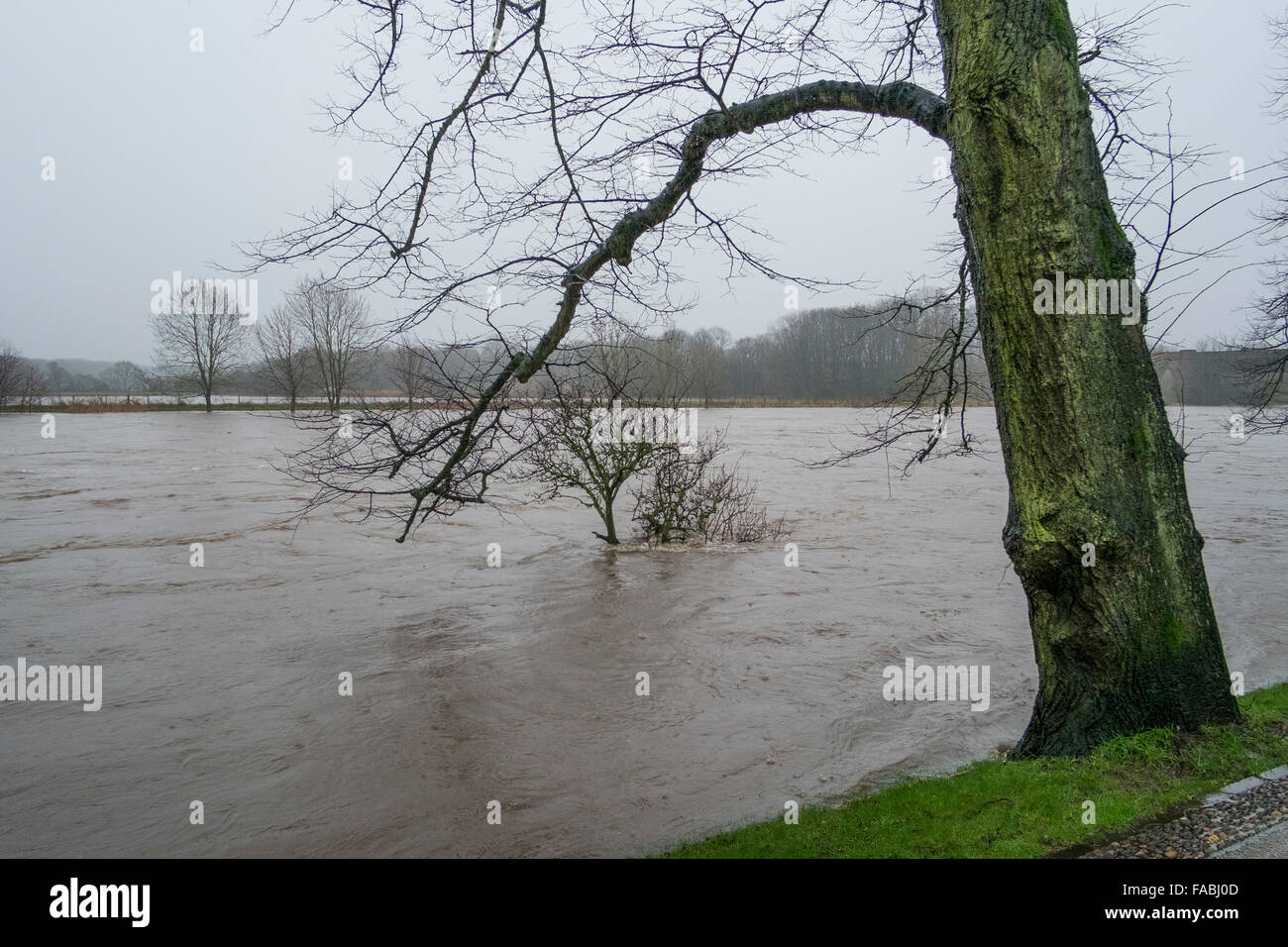 Preston, Lancashire, UK. 26. Dezember 2015. UK-Wetter: Der Fluss Ribble platzen die Ufer im Bereich Frenchwood und Avenham der Stadt. Bildnachweis: Paul Melling/Alamy Live-Nachrichten Stockfoto