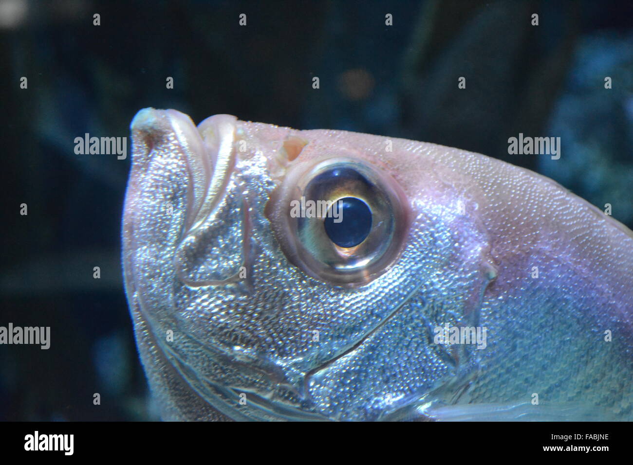 Fisch-Gesicht mit Augen und Mund Stockfoto