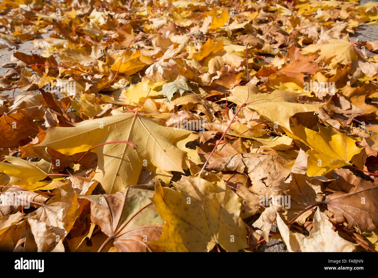 Gelbe Blätter von Ahorn im Herbst Stockfoto