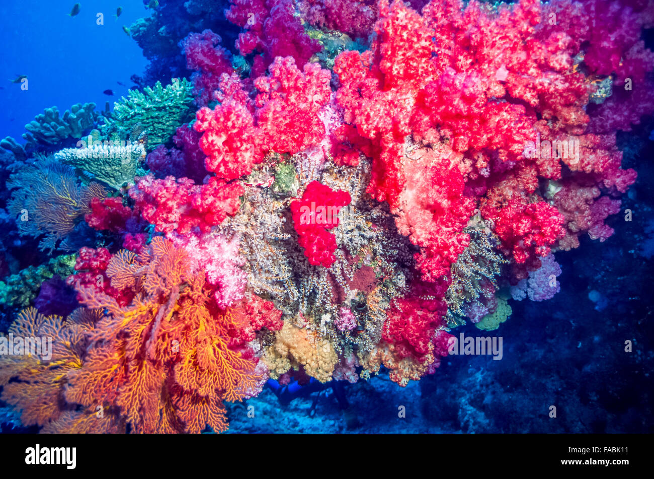 Dendronephthya, The Alcyonacea oder die Weichkorallen sind eine Ordnung der Korallen erzeugen nicht Calciumcarbonat Skelette Stockfoto