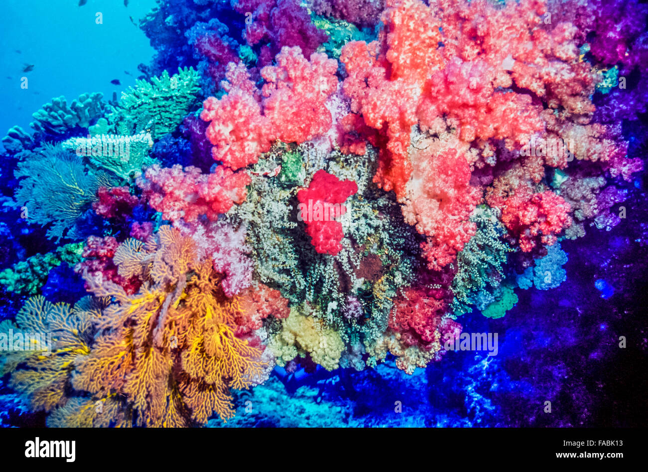 Korallenriff mit Weichkorallen, Fidschi-Inseln im Südpazifik Stockfoto