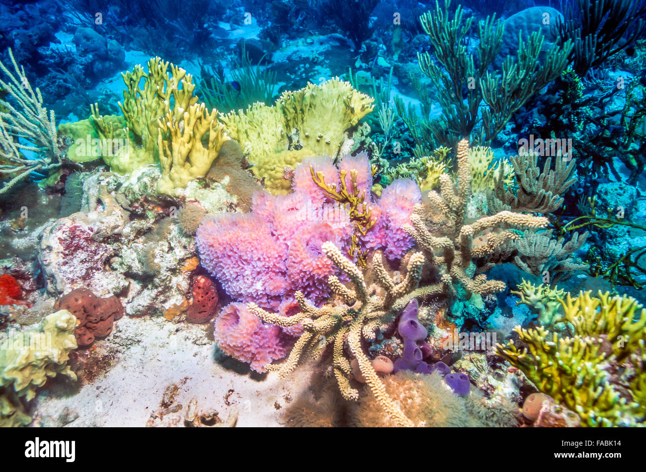 Korallenriff-Szene mit lila Vase Schwämme und Feuerkoralle Stockfoto