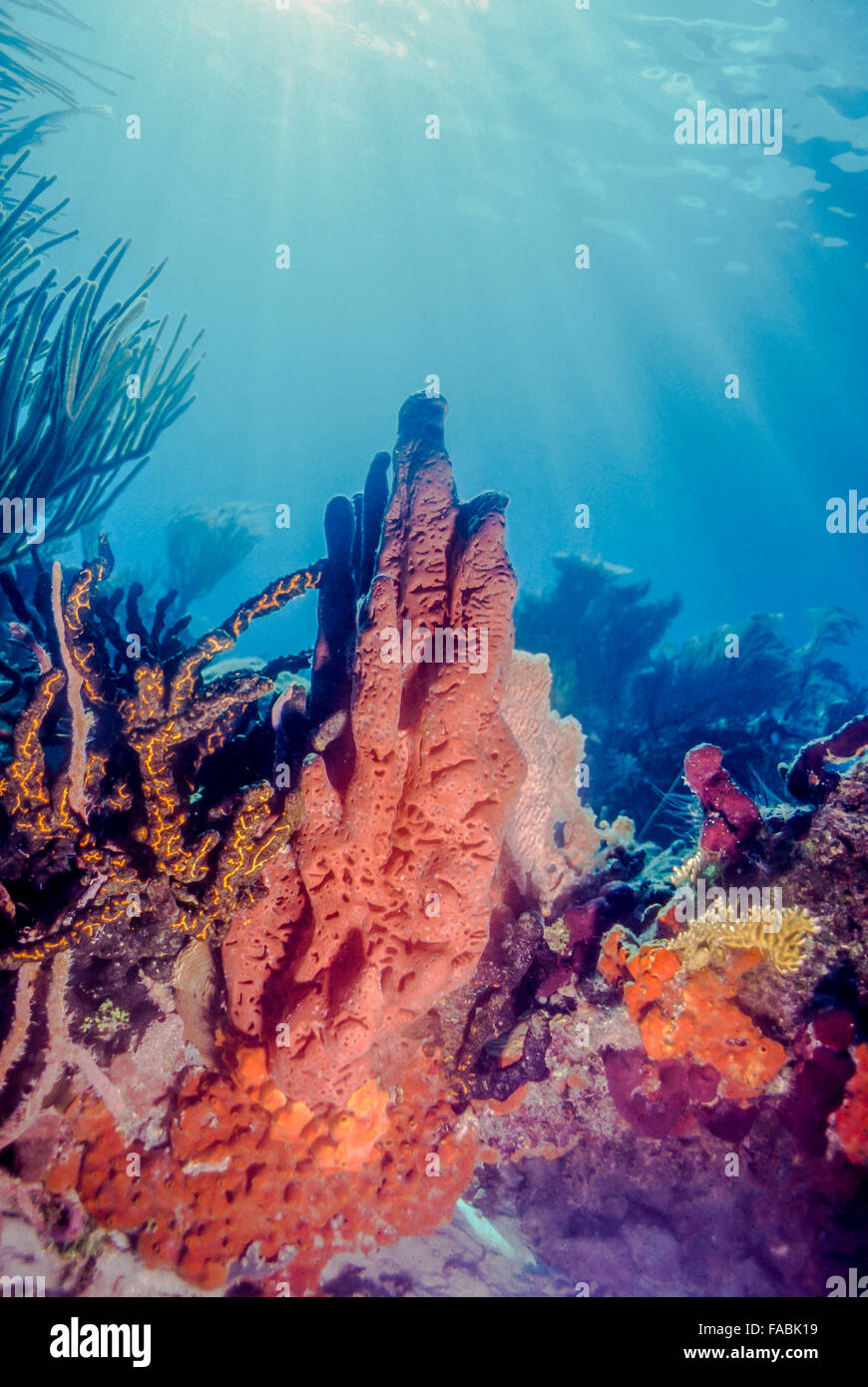 Korallen-Riff vor der Küste von Roatan Stockfoto