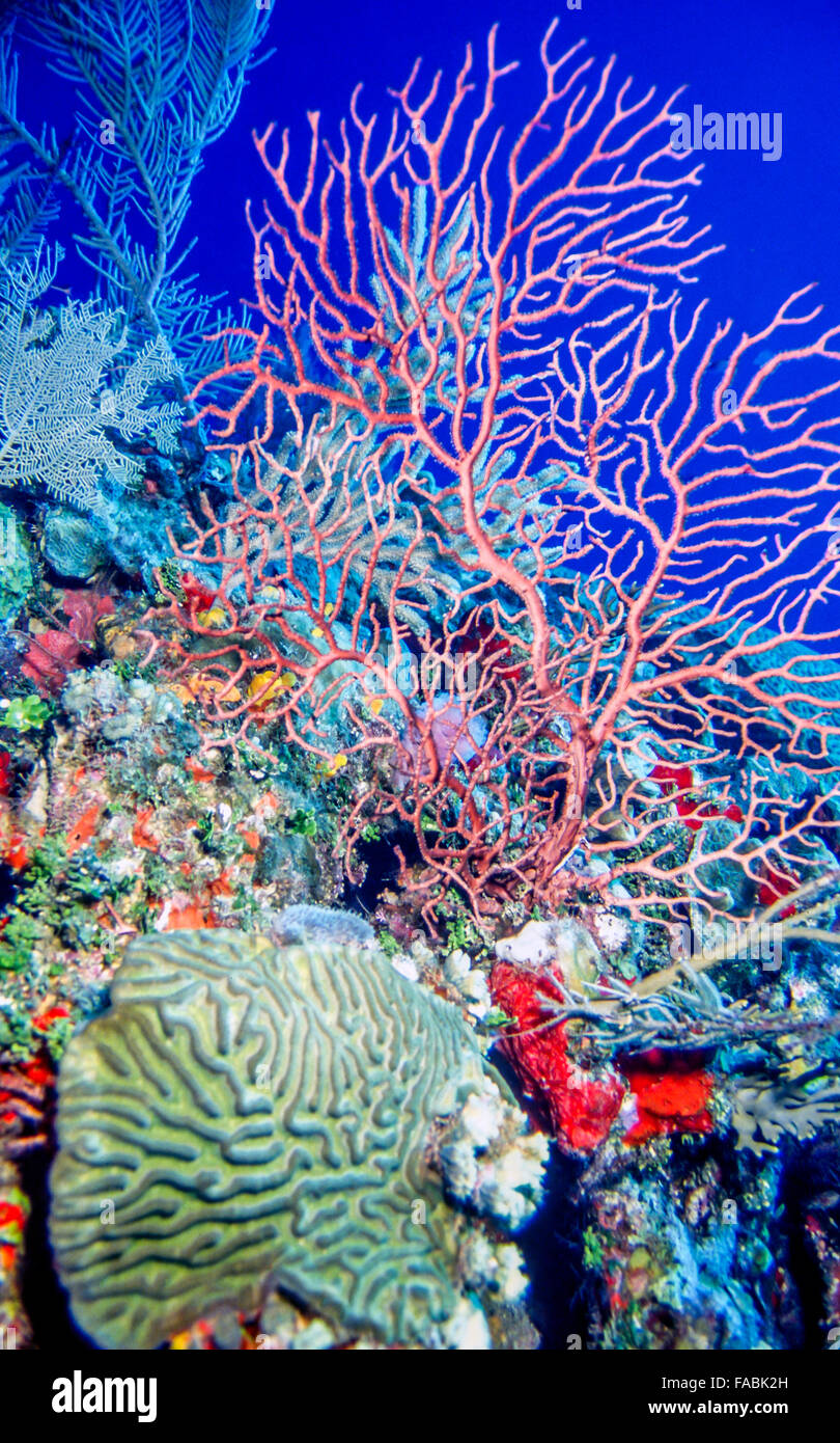 Schließen Sie Abschnitt der unter Wasser Korallenriff Stockfoto