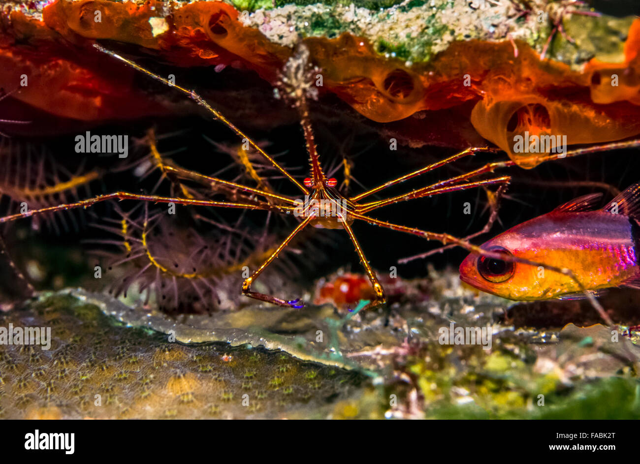 die Yellowline Pfeil Krabbe in kleinen Höhle in der Nacht am Korallenriff Stockfoto