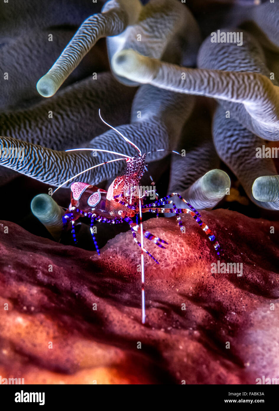 Putzergarnelen gesichtet, ist Periclimenes Yucatanicus, eine Art von Putzergarnelen üblich, das Karibische Meer Stockfoto