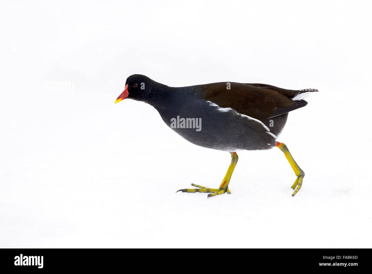 Teichhuhn (Gallinula Chloropus) zu Fuß auf Schnee, Bayerischer Wald, Deutschland. Stockfoto