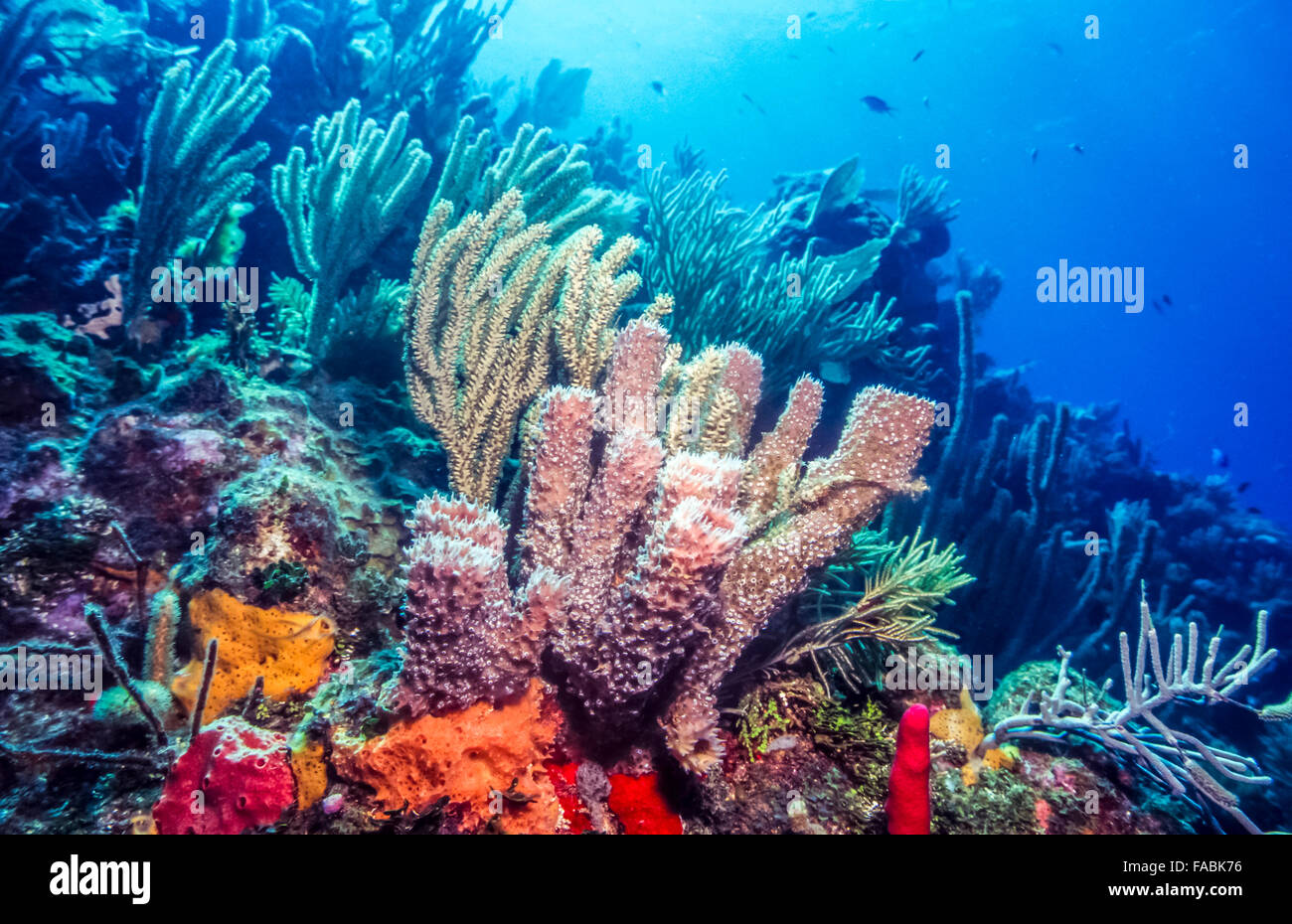 Unterwasser Korallenriff Szene mit lila Tube Schwämme aus der Küste von Bonaire Stockfoto