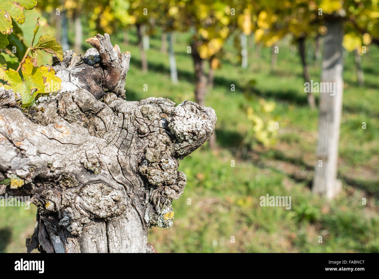 Alte Rebe mit rissige Rinde im Herbst in einem Weinberg Stockfoto